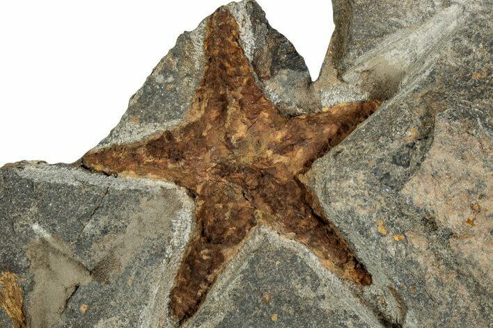 Ordovician Starfish (Petraster?) Fossil - Morocco #217078